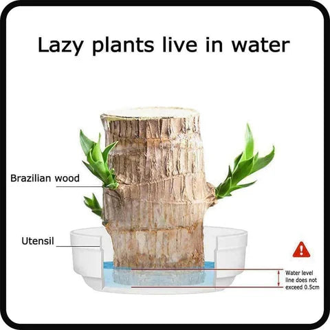 Lucky Brazil Wood Plant (फुलेको)